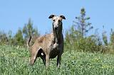 GREYHOUND 032
